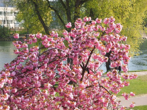 桜の雑学 川沿いに桜の木が多いのはなぜでしょう それには実用的なわけがありました のびの気になるアレコレ